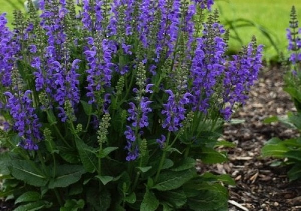 Salvia Fashionista Midnight Model