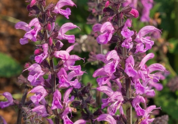 Salvia Fashionista Pretty in Pink