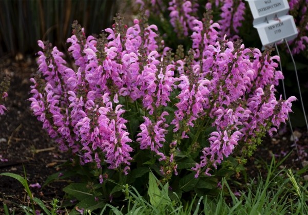 Salvia Fashionista Pretty in Pink