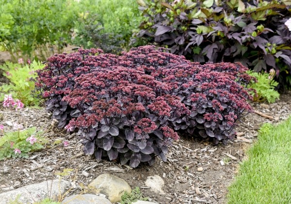 Sedum  Back in Black