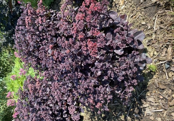 Sedum  Back in Black