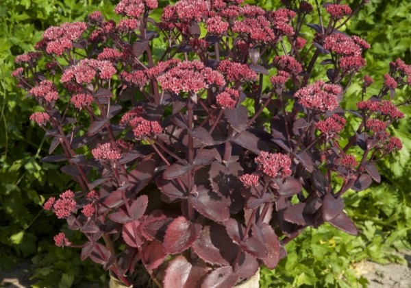 Sedum Chocolate Cherry