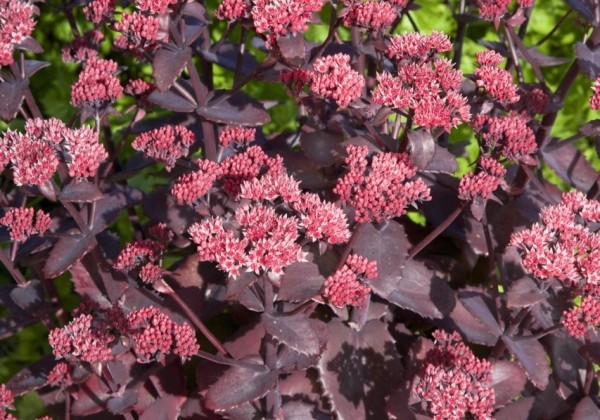 Sedum Chocolate Cherry