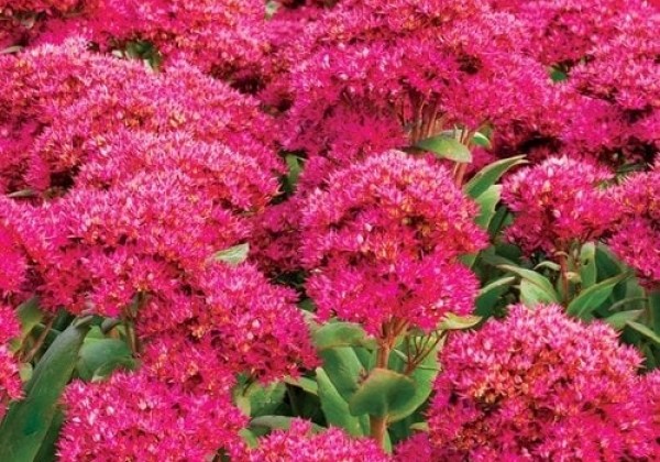 Sedum Class Act