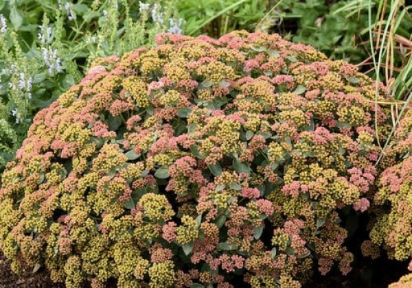 Sedum Coraljade
