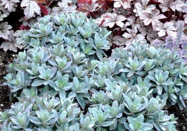 Sedum Marina