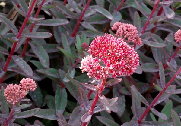 Sedum Marina