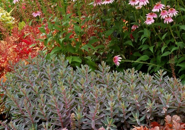 Sedum Marina