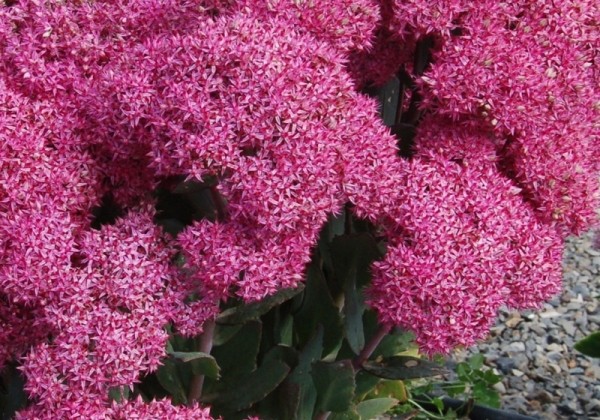 Sedum Mr. Goodbud
