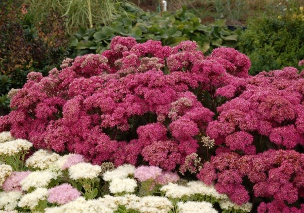 Sedum Mr. Goodbud