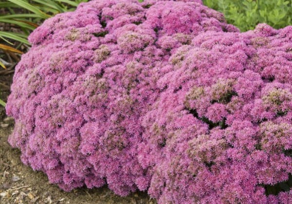 Sedum Powderpuff