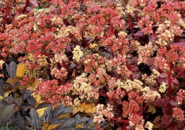 Sedum Peach Pearls