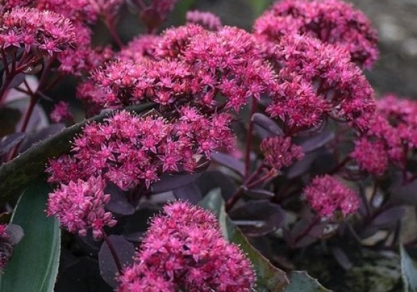 Sedum Superstar