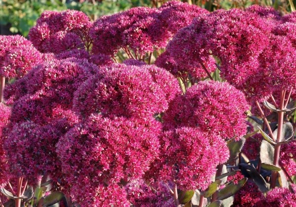 Sedum Thunderhead