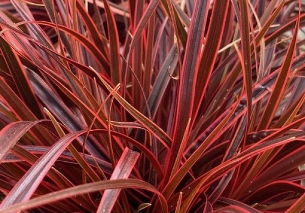 Uncinia rubra Everflame