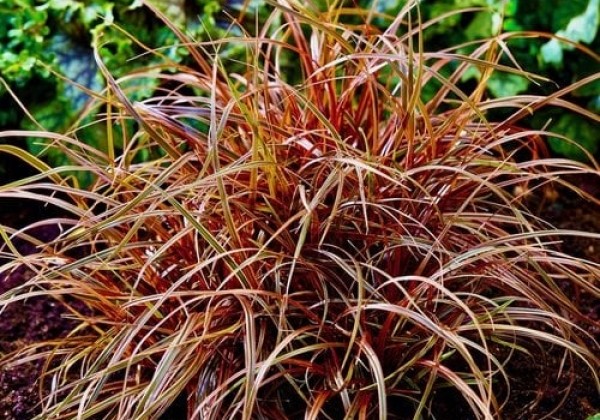 Uncinia rubra Everflame