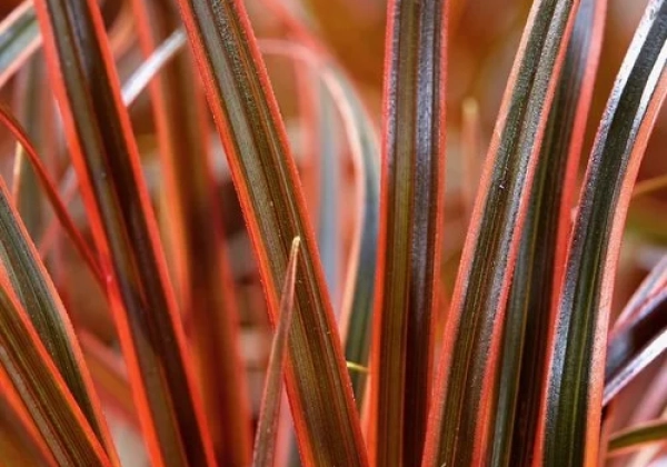 Uncinia rubra Everflame