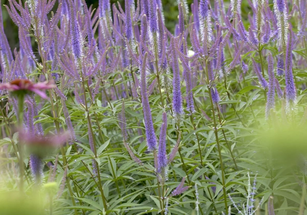 Veronicastrum Fascination