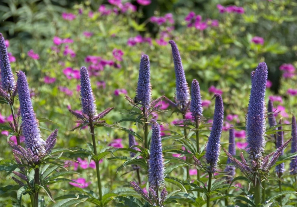 Veronicastrum Red Arrows