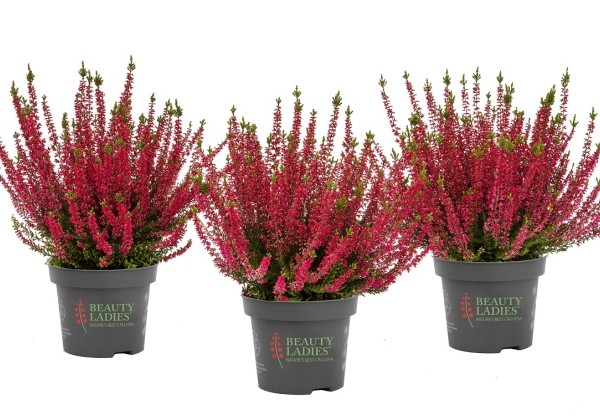 Calluna vulgaris Beauty Ladies Selly (12 cm)