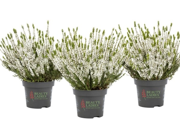 Calluna vulgaris Beauty Ladies Veluwe (12 cm)