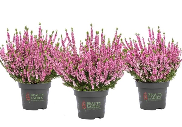 Calluna vulgaris Beauty Ladies Monique (12 cm)