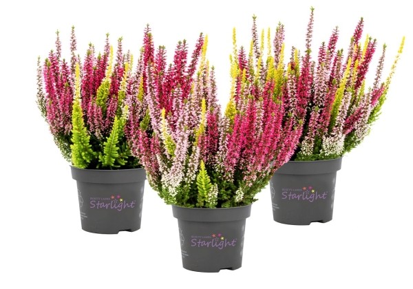 Calluna vulgaris Starlight Trio Melody (12 cm)