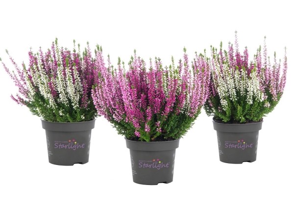 Calluna vulgaris Starlight Trio Harmony (12 cm)