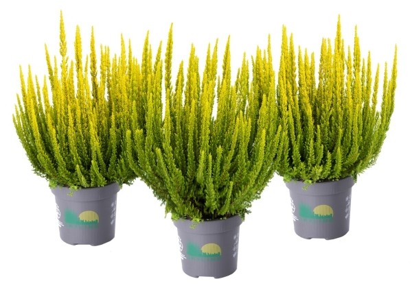 Calluna vulgaris Skyline Barcelona (12 cm)