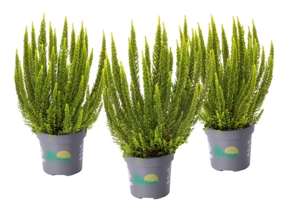 Calluna vulgaris Skyline Verona (12 cm)