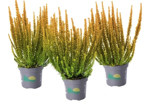 Calluna vulgaris Skyline Las Vegas (12 cm)