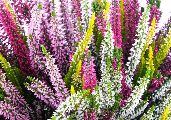 Calluna vulgaris Beauty Ladies High Five (12 cm)