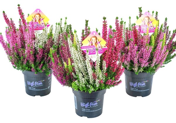 Calluna vulgaris Beauty Ladies High Five (12 cm)