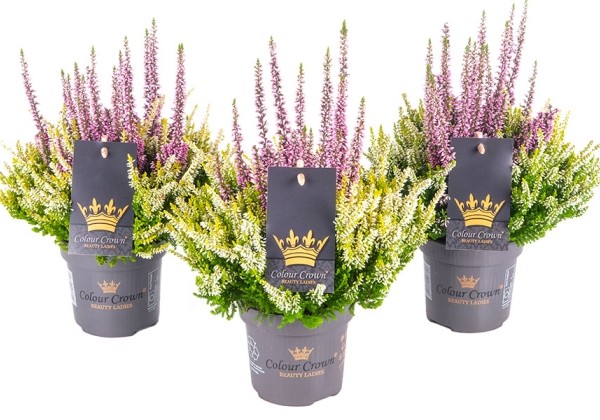 Calluna vulgaris Beauty Ladies Colour Crown (12 cm)