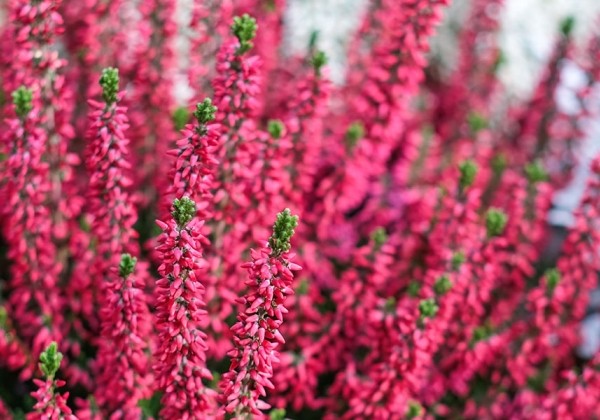 Calluna vulgaris Beauty Ladies Scarlet (12 cm)