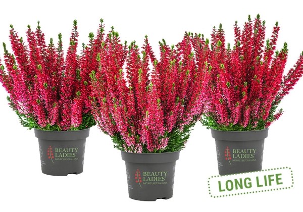 Calluna vulgaris Beauty Ladies Scarlet (12 cm)