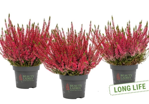 Calluna vulgaris Beauty Ladies Sabine (12 cm)