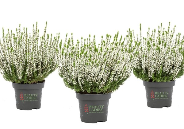 Calluna vulgaris Beauty Ladies Verenka (12 cm)