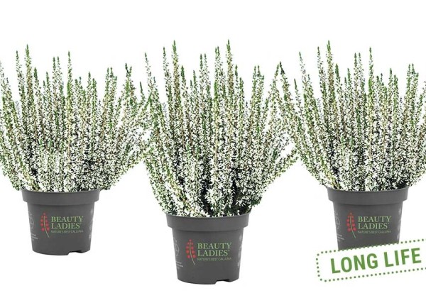 Calluna vulgaris Beauty Ladies Viva (12 cm)
