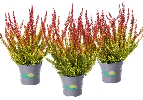 Calluna vulgaris Skyline Dallas (12 cm)