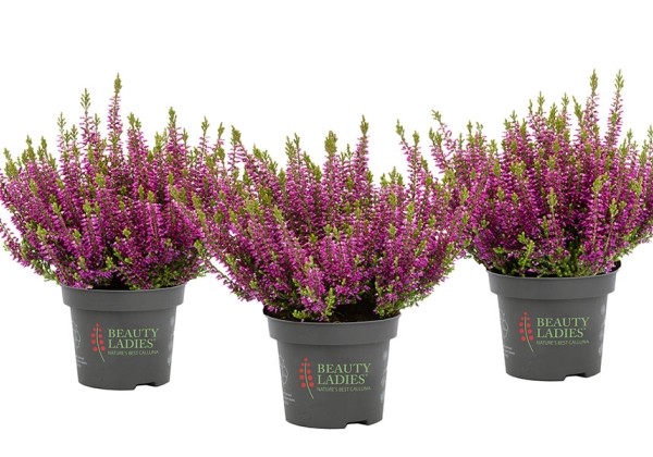 Calluna vulgaris Beauty Ladies Lea (13 cm)