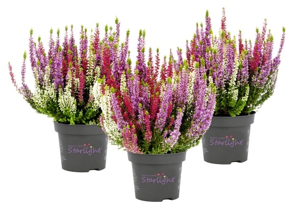 Calluna vulgaris Starlight Trio Milka White (13 cm)