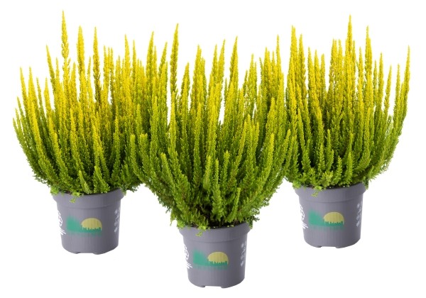 Calluna vulgaris Skyline Barcelona (13 cm)