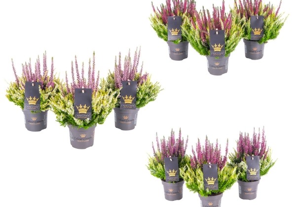 Calluna vulgaris Beauty Ladies Colour Crown (11 cm)