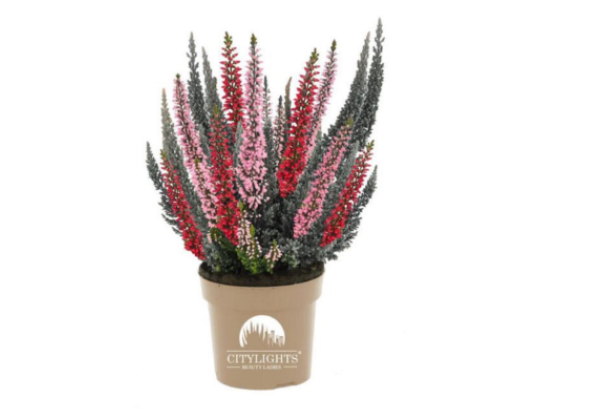 Calluna vulgaris Beauty Ladies Citylight (11 cm)