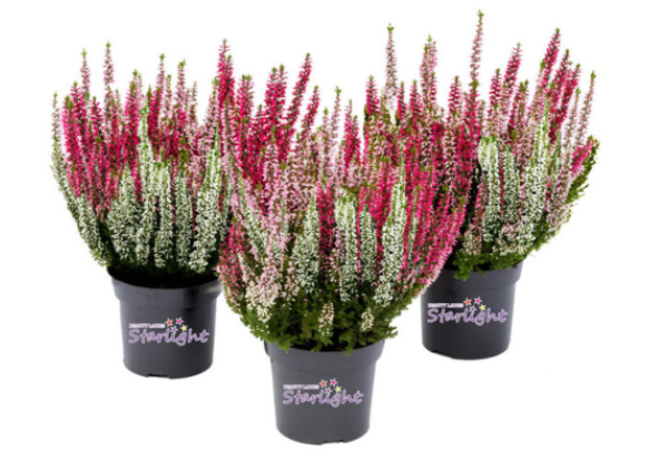 Calluna vulgaris Starlight Trio Candlelight (13 cm)