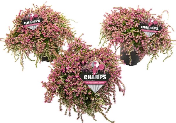 Calluna vulgaris Champs Pink (12 cm)