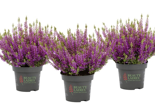 Calluna vulgaris Beauty Ladies Liset (13 cm)