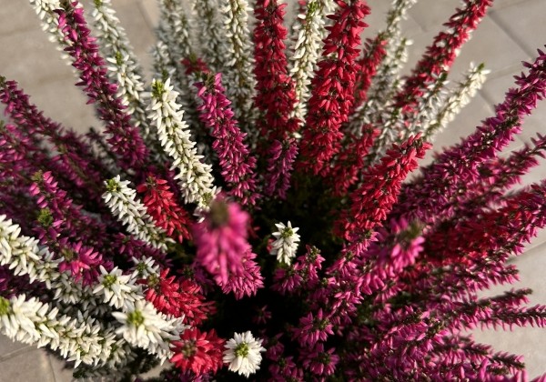 Calluna vulgaris Starlight Trio (14 cm)