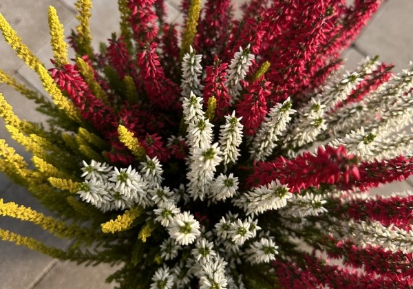 Calluna vulgaris Starlight Trio (14 cm)